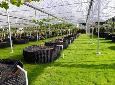 懷化共享農業新篇章 葡萄免費吃三年，智能管理引領未來